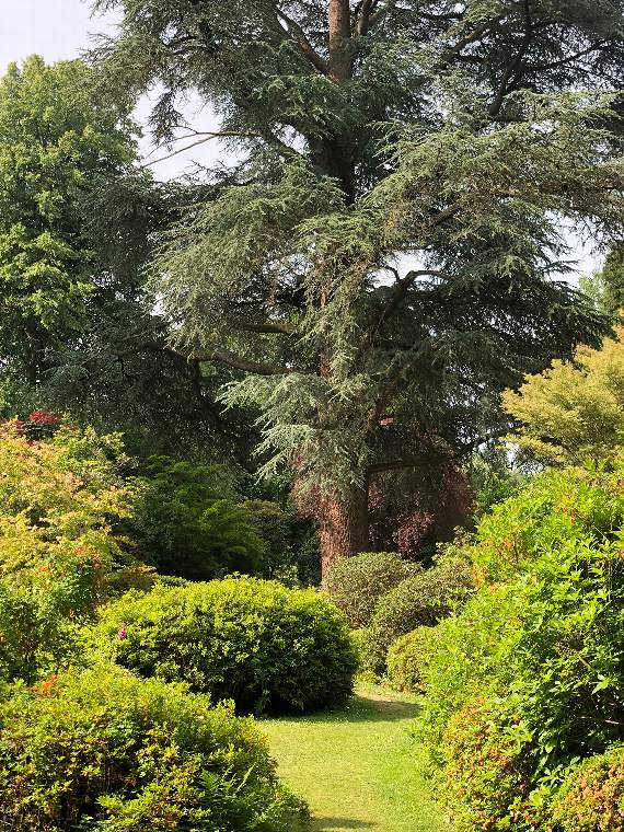 Rare chance to see Chiddingfold's Ramster Garden in summer