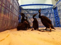 Birdworld helps to save 1,200 endangered birds