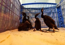 Birdworld helps to save 1,200 endangered birds