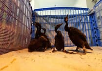 Birdworld helps to save 1,200 endangered birds