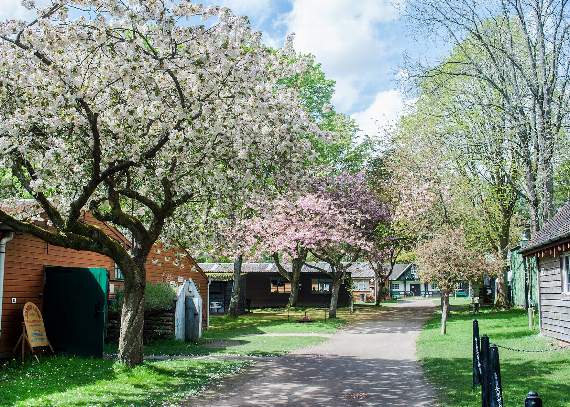 A cherry blossom-lined avenue at the Rural Life Centre in Tilford