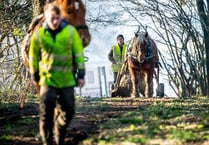 Horse power helps woodland flourish
