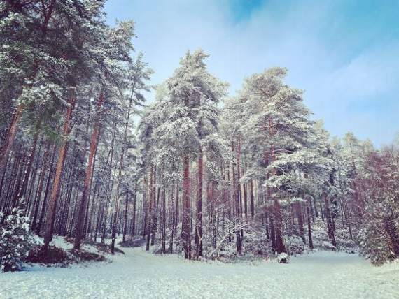 <p>Bourne Wood has become one of the entertainment industry’s most-used locations.</p>