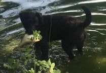 Near-disaster for fish at Lodge Pond after oxygen crash