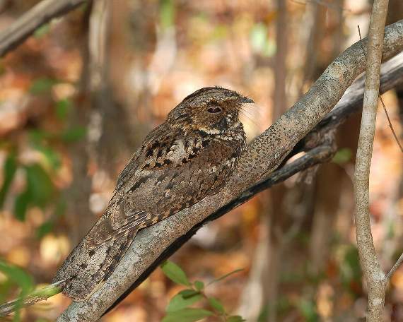 Heathland and woods next to the business park are home to a rare and protected bird, the Nightjar.