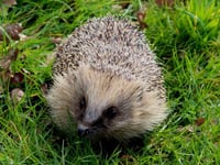 Has there been a hedgehog in your garden?