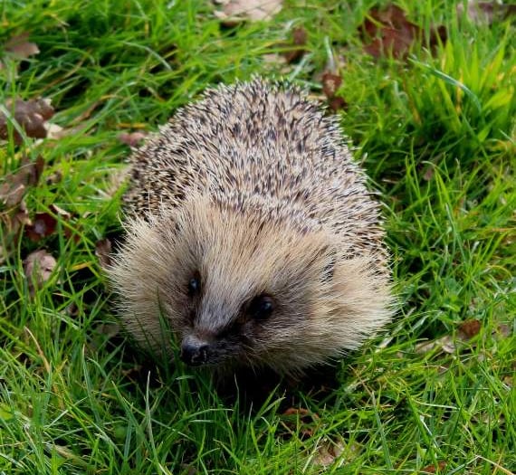 Has there been a hedgehog in your garden?