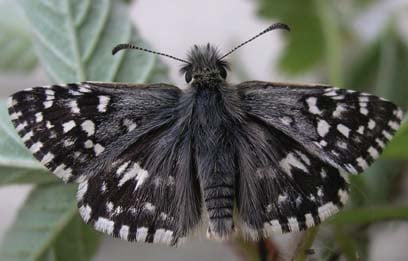 • The Grizzled Skipper.