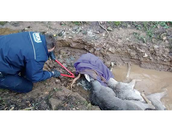 •Two stag deer were rescued after wire which had snagged their antlers was cut away.
