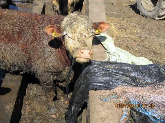A cow eating a silage bale wrapping at Keith Barber’s Lydbrook farm before he was banned from keeping cattle and pigs last year.