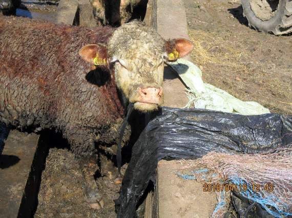 A cow eating a silage bale wrapping at Keith Barber’s Lydbrook farm before he was banned from keeping cattle and pigs last year.