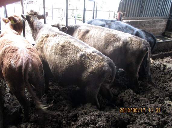 Cows knee deep in muck in the barn before Keith Barber was banned.