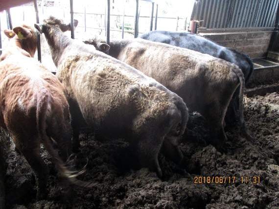 Cows knee deep in muck in the barn before Keith Barber was banned.