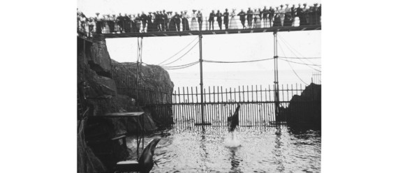 Visitors watchng Broadbent's sea-lions at Groudle (Manx Museum)