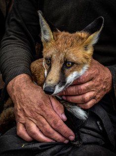 â??In Safe Handsâ?? by Barry Murphy gained best digital image in this yearâ??s annual competition