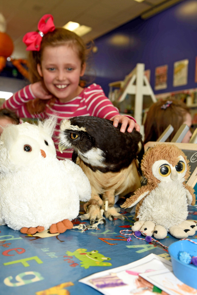 Owls from the Wildlife Park visit the Family Library in Douglas - Imogen Cowell (8) with Bugg the spectacled owl