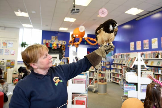 Owls from the Wildlife Park visit the Family Library in Douglas - Bugg the spectacled owl, handled by Tina Jauncey (duty manager, Wildlife Park)