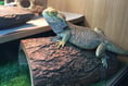 Reptile charity seeking new space to expand