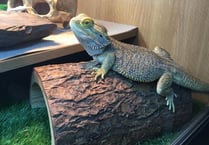 Reptile charity seeking new space to expand