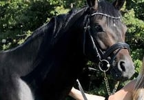 Carly is making great strides with dressage stars of future