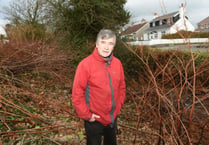 We find it hard to tackle Japanese knotweed, minister admits