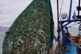 There is not enough data to justify queenie cuts says fishermen's group