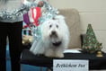 Dogtivity: Bark the herald canines sing in this novel nativity