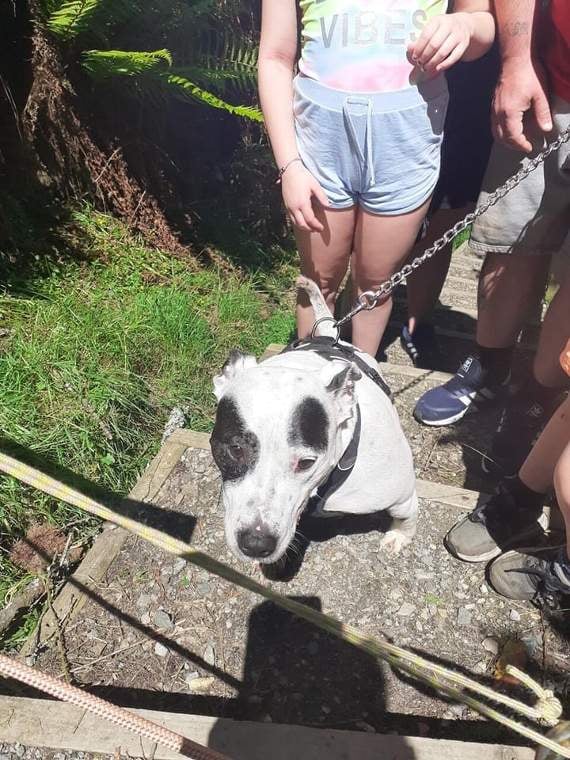Dre has been reunited with his owners