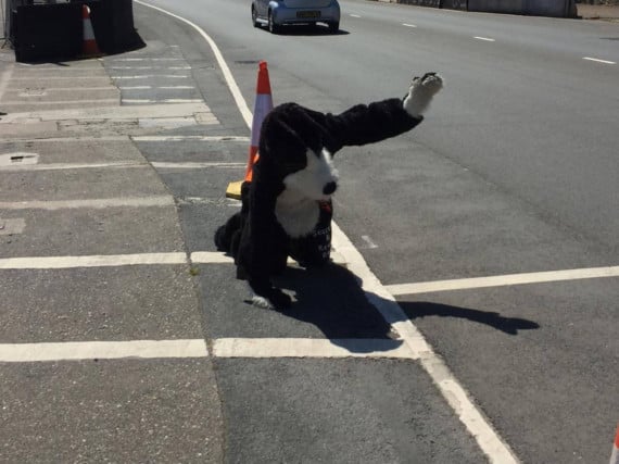 Manxie Dog crawls towards the finish line after nearly nine hours of walking the TT course
