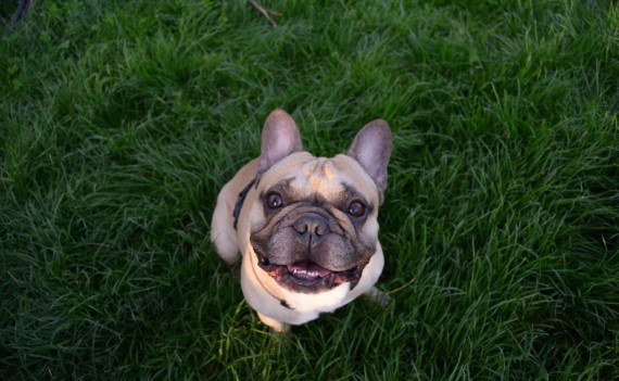A French bulldog