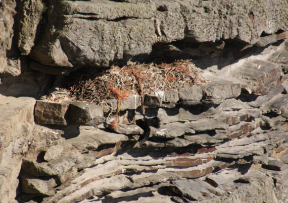 A chough found at the Chasms near Port St Mary