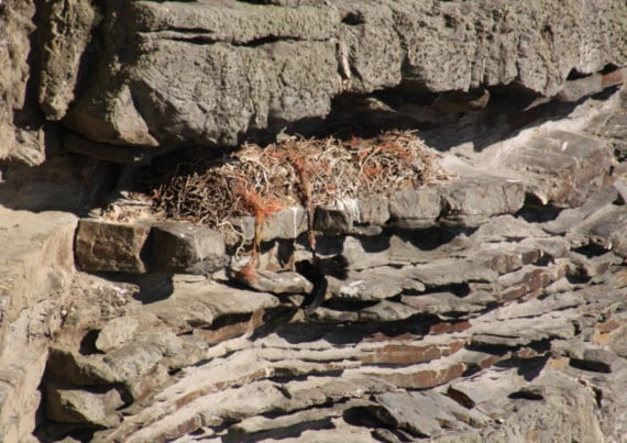 A chough found at the Chasms near Port St Mary