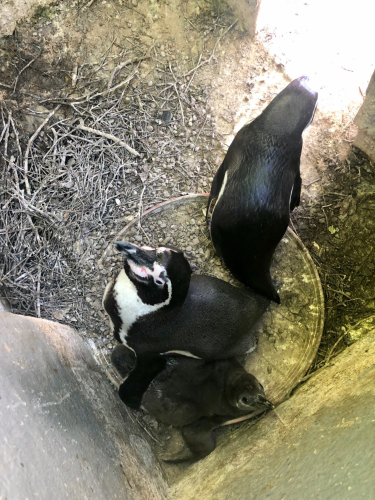 Curraghs Wildlife Park is celebrating the birth of 10 penguins