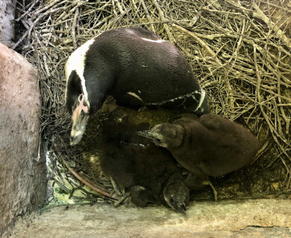 Curraghs Wildlife Park is celebrating the birth of 10 penguins