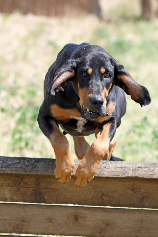 Isle of Man Bloodhounds fun race at Great Meadow farm - pictured is dog Angel