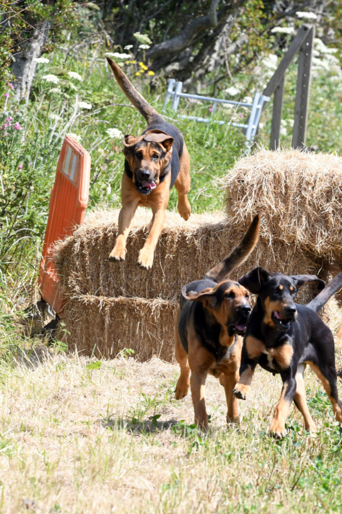 Isle of Man Bloodhounds fun race at Great Meadow farm -