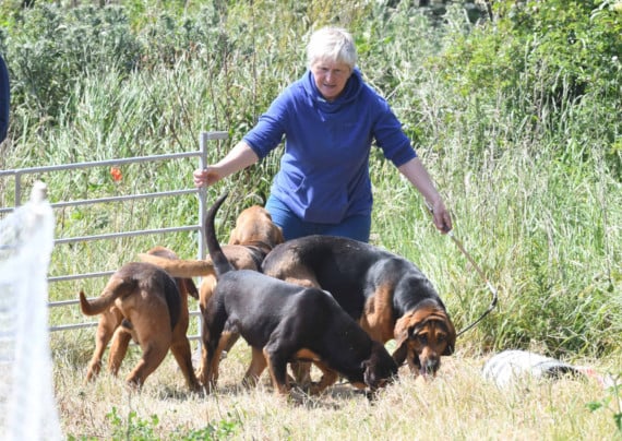 Isle of Man Bloodhounds fun race at Great Meadow farm -