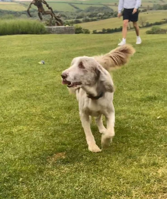 Digby the bearded collie has gone missing following the recent storm that hit the island