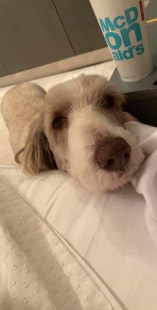 Digby the bearded collie has gone missing following the recent storm that hit the island