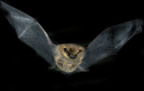 A common pipistrelle bat (pipistrellus pipistrellus) in flight, Cairngorms National Park, Highlands of Scotland.