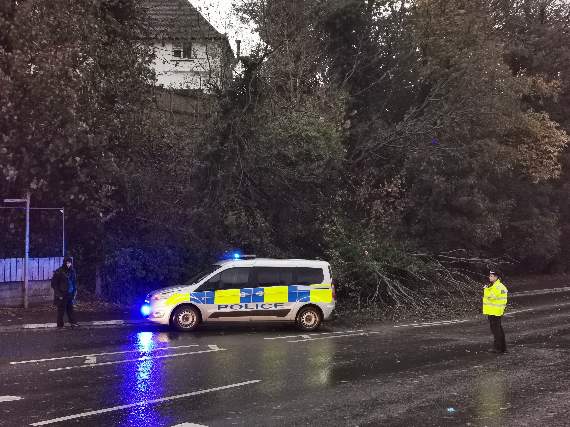Tree down on Peel Road. Picture by reader Frank Schuengel