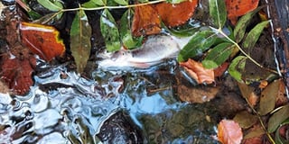 Pollution kills fish in glen