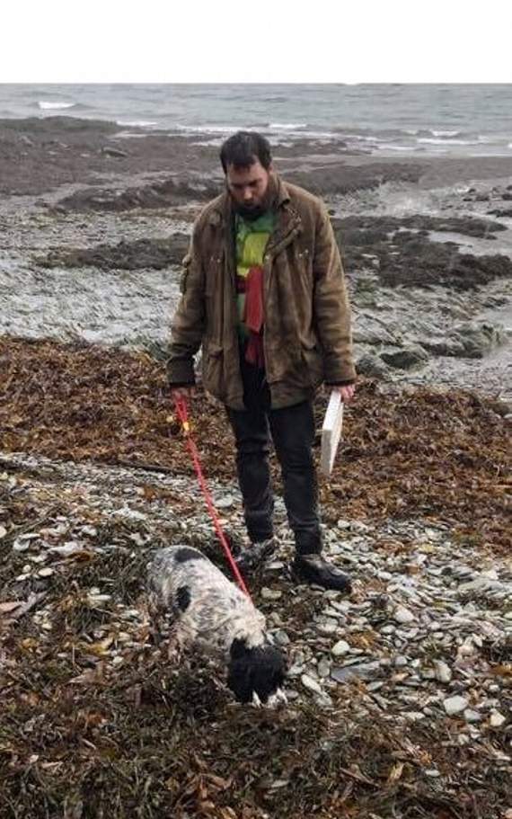 A member of the public discovered the dog this morning - credit: Facebook