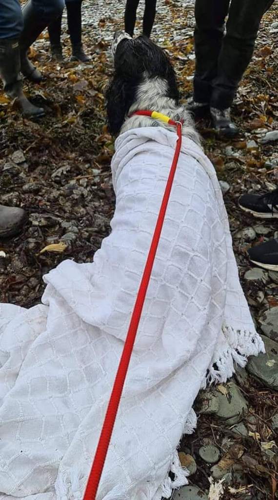 The dog was found this morning on Garwick Beach - credit: Douglas Coastguard