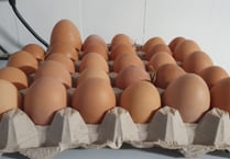 Egg-cellent feat achieved by Anouk's adopted free-range garden hen