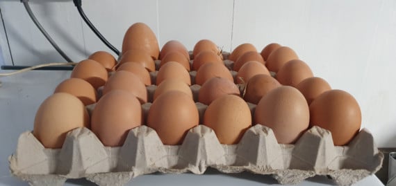 Egg-cellent feat achieved by Anouk's adopted free-range garden hen