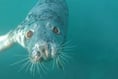 Seal from Cornwall follows kayakers