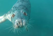 Seal from Cornwall follows kayakers