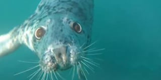Seal from Cornwall follows kayakers