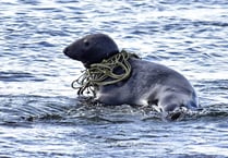 Seal caught up in rope highlights litter issue